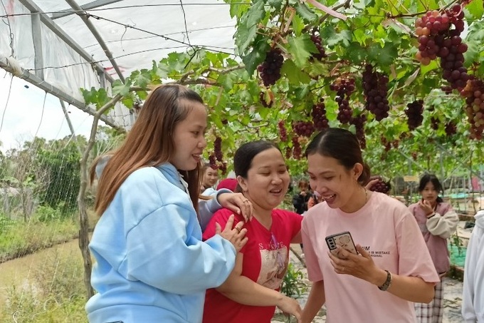 Vườn nho trĩu quả, hút khách tới chụp ảnh ở Bạc Liêu