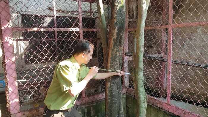 Nuôi được đàn khỉ tự sinh sản nhưng vẫn bàn giao cho kiểm lâm