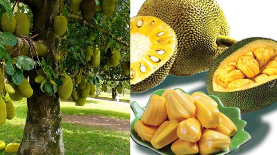 Cây mít gỗ đẹp quả ngon sao lại không nên trồng trước nhà? Đại kỵ phong thủy gì mà người xưa lại tránh?